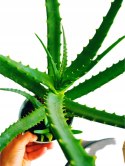 Aloes leczniczy Aloes Drzewiasty ten gatunek ktorego nasze babcie uzywaly