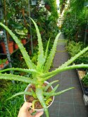 Aloes leczniczy Aloes Drzewiasty ten gatunek ktorego nasze babcie uzywaly