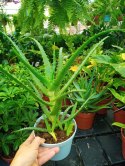 Aloes leczniczy Aloes Drzewiasty ten gatunek ktorego nasze babcie uzywaly