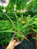 Aloes leczniczy Aloes Drzewiasty ten gatunek ktorego nasze babcie uzywaly