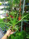 Aloes leczniczy Aloes Drzewiasty ten gatunek ktorego nasze babcie uzywaly