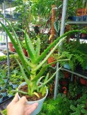 Aloes leczniczy Aloes Drzewiasty ten gatunek ktorego nasze babcie uzywaly