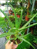 Aloes leczniczy Aloes Drzewiasty ten gatunek ktorego nasze babcie uzywaly