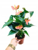 Anthurium andreanum Kwiat Flaminga Anturium Marchewkowe/ pomaranczowe