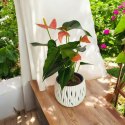 Anthurium andreanum Kwiat Flaminga Anturium Marchewkowe/ pomaranczowe