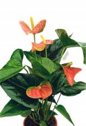 Anthurium andreanum Kwiat Flaminga Anturium Marchewkowe/ pomaranczowe