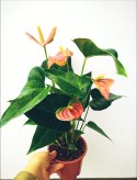 Anthurium andreanum Kwiat Flaminga Anturium Marchewkowe/ pomaranczowe