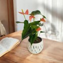 Anthurium andreanum Kwiat Flaminga Anturium Marchewkowe/ pomaranczowe