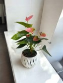 Anthurium andreanum PINK Kwiat Flaminga Anturium Różowe