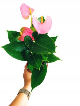 Anthurium andreanum PINK Kwiat Flaminga Anturium Różowe