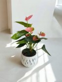 Anthurium andreanum PINK Kwiat Flaminga Anturium Różowe