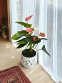 Anthurium andreanum PINK Kwiat Flaminga Anturium Różowe