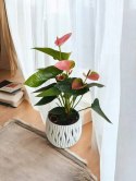 Anthurium andreanum PINK Kwiat Flaminga Anturium Różowe