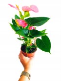 Anthurium andreanum PINK Kwiat Flaminga Anturium Różowe