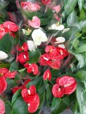 Anthurium andreanum PINK Kwiat Flaminga Anturium Różowe