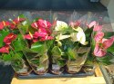 Anthurium andreanum PINK Kwiat Flaminga Anturium Różowe