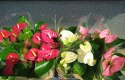 Anthurium andreanum PINK Kwiat Flaminga Anturium Różowe