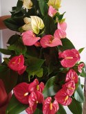 Anthurium andreanum PINK Kwiat Flaminga Anturium Różowe