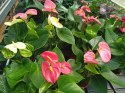 Anthurium andreanum PINK Kwiat Flaminga Anturium Różowe