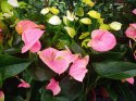 Anthurium andreanum PINK Kwiat Flaminga Anturium Różowe