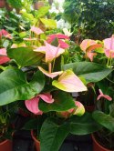 Anthurium andreanum PINK Kwiat Flaminga Anturium Różowe