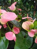 Anthurium andreanum PINK Kwiat Flaminga Anturium Różowe