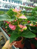 Anthurium andreanum PINK Kwiat Flaminga Anturium Różowe