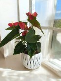 Anthurium andreanum Red Kwiat Flaminga Anturium Czerwony