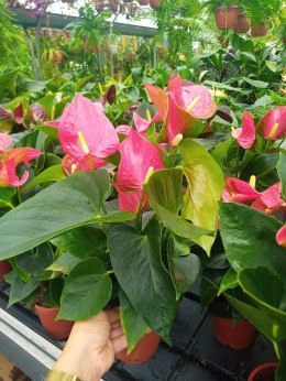 Anthurium andreanum Red Kwiat Flaminga Anturium Czerwony