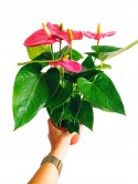 Anthurium andreanum Red Kwiat Flaminga Anturium Czerwony