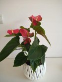 Anthurium andreanum Red Kwiat Flaminga Anturium Czerwony