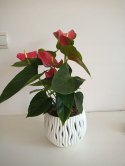 Anthurium andreanum Red Kwiat Flaminga Anturium Czerwony