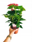 Anthurium andreanum Red Kwiat Flaminga Anturium Czerwony