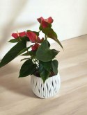 Anthurium andreanum Red Kwiat Flaminga Anturium Czerwony