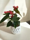 Anthurium andreanum Red Kwiat Flaminga Anturium Czerwony