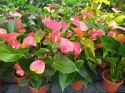 Anthurium andreanum Red Kwiat Flaminga Anturium Czerwony