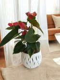 Anthurium andreanum Red Kwiat Flaminga Anturium Czerwony