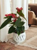 Anthurium andreanum Red Kwiat Flaminga Anturium Czerwony