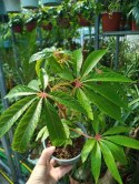 Begonia luxurians Begonia Palmowa Palmowata Kolekcjonerska Luksusowa