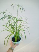 Cibora zmienna Cyperus alternifolius Papirus do Domu Ogrodu i Oczek Wodnych