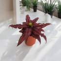 Cryptanthus Bromelia gwiazda ziemska skrytokwiat bordo