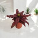 Cryptanthus Bromelia gwiazda ziemska skrytokwiat bordo