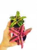 Cryptanthus Bromelia gwiazda ziemska skrytokwiat bordo