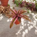 Cryptanthus Rubin Star Różowa Bromelia gwiazda ziemska skrytokwiat