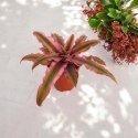 Cryptanthus Rubin Star Różowa Bromelia gwiazda ziemska skrytokwiat