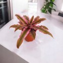 Cryptanthus Rubin Star Różowa Bromelia gwiazda ziemska skrytokwiat