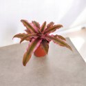 Cryptanthus Rubin Star Różowa Bromelia gwiazda ziemska skrytokwiat