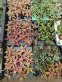 Cryptanthus Rubin Star Różowa Bromelia gwiazda ziemska skrytokwiat