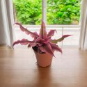 Cryptanthus bivittatus Pink Star Bromelia gwiazda ziemska skrytokwiat