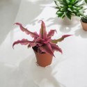 Cryptanthus bivittatus Pink Star Bromelia gwiazda ziemska skrytokwiat